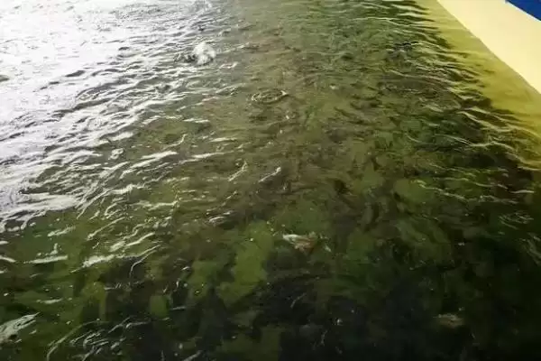 图片[4]-老虎斑的育苗方法 ,老虎斑育苗选鱼苗有何关键要点？-会东网