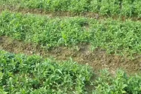 母猪半夏是什么样的植物呢,母猪半夏是多年生宿根草本植物插图3 母猪半夏是什么样的植物呢,母猪半夏是多年生宿根草本植物插图3