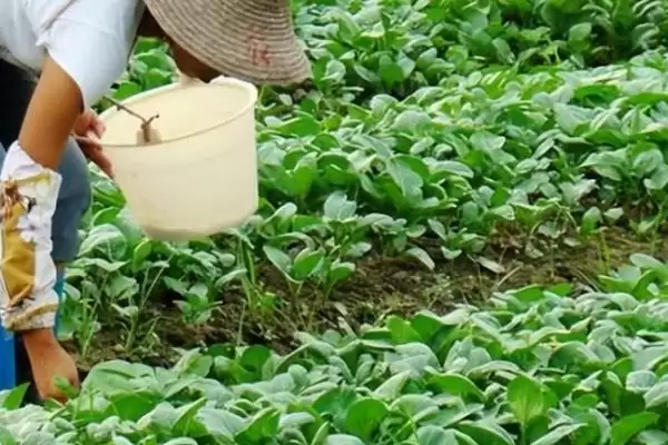图片[4]-用沼肥种蔬菜注意事项的方法和重点？用沼肥种蔬菜注意事项要做好哪些细节？-会东网