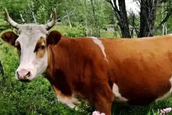 牛的精神和品格颂歌:勤劳憨厚背后的农耕文化插图1 牛的精神和品格颂歌:勤劳憨厚背后的农耕文化插图1