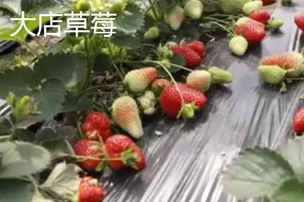 山东临沂市的特色水果,包括蒙阴蜜桃、大店草莓、蒙阴苹果等品种插图3 山东临沂市的特色水果,包括蒙阴蜜桃、大店草莓、蒙阴苹果等品种插图3
