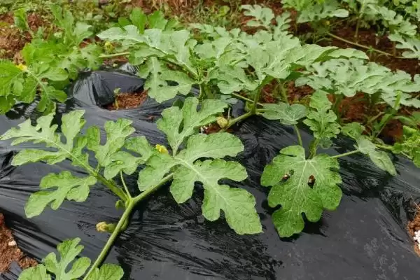 西瓜主蔓与侧蔓留瓜的方法和重点?西瓜留瓜要做好哪些细节?插图1 西瓜主蔓与侧蔓留瓜的方法和重点?西瓜留瓜要做好哪些细节?插图1