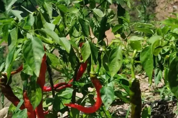 辣椒落花落叶的处理方法 ,辣椒落花落叶为何选抗逆品种?插图3 辣椒落花落叶的处理方法 ,辣椒落花落叶为何选抗逆品种?插图3