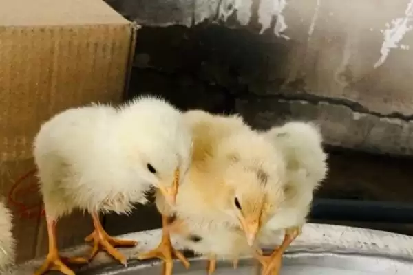 处理小鸡太脏清洗难题的方法和重点?养鸡要做好哪些卫生清洁工作?插图1 处理小鸡太脏清洗难题的方法和重点?养鸡要做好哪些卫生清洁工作?插图1