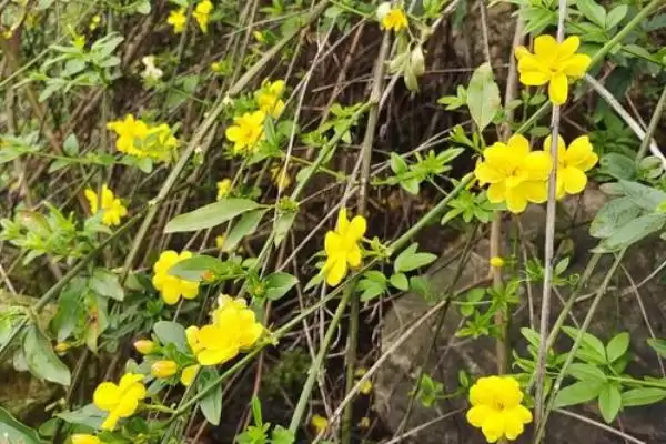 图片[4]-区分迎春花与探春花的方法和重点？区分迎春花与探春花要做好哪些细节？-会东网