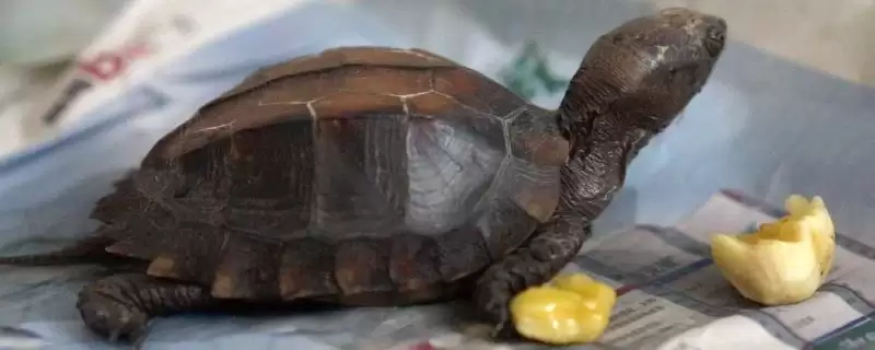 锯缘龟的养殖难度 ,锯缘龟的养殖难度处于什么水平呢？-会东网