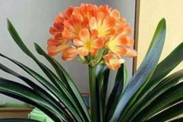 君子兰一年的生长情况 ,君子兰一年能长出多少片叶子呢?插图3 君子兰一年的生长情况 ,君子兰一年能长出多少片叶子呢?插图3