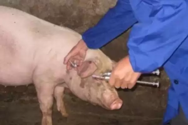 给猪注射的正确方法和重点？养猪要做好哪些注射细节？插图3
