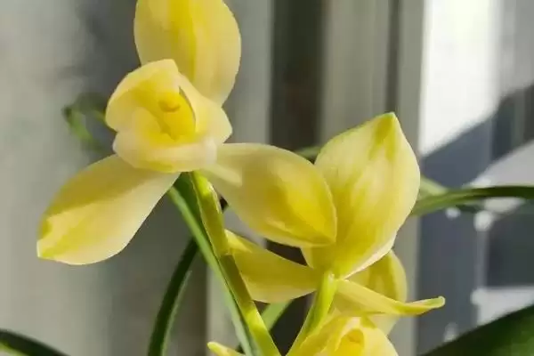 猫咪不能碰的剧毒植物有哪些种类 ,如百合、铃兰插图8