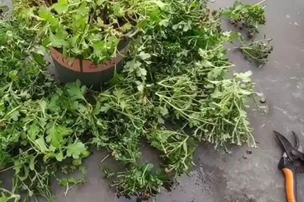 千头菊安全度夏攻略:间隔1天浇水的科学频率插图5 千头菊安全度夏攻略:间隔1天浇水的科学频率插图5