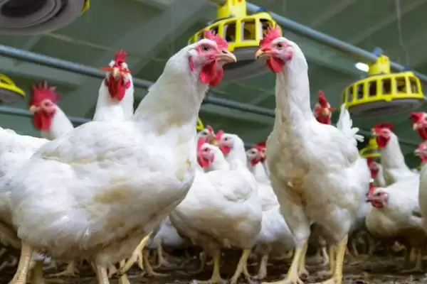 防治鸡痘的方法和重点?养鸡要做好哪些疫病防控措施?插图4 防治鸡痘的方法和重点?养鸡要做好哪些疫病防控措施?插图4