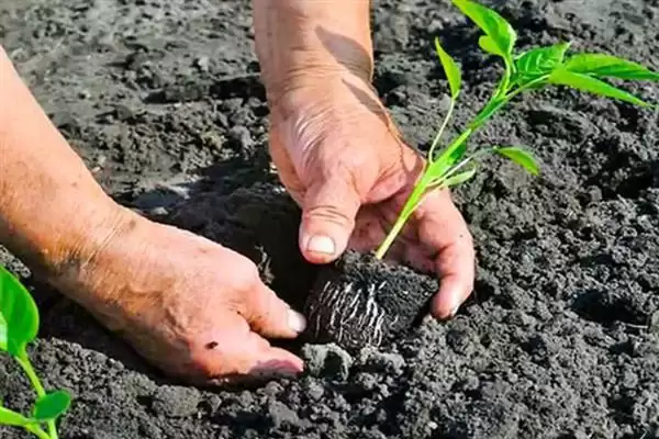 辣椒适龄壮苗的生育期 ,辣椒春季育苗为何需 70-100 天?插图3 辣椒适龄壮苗的生育期 ,辣椒春季育苗为何需 70-100 天?插图3