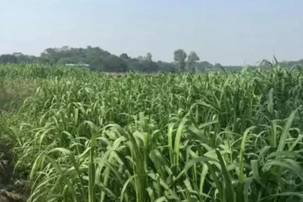 图片[4]-甜象草的栽培技术？栽培甜象草要遵循哪些科学的种植方法和管理要点？-会东网