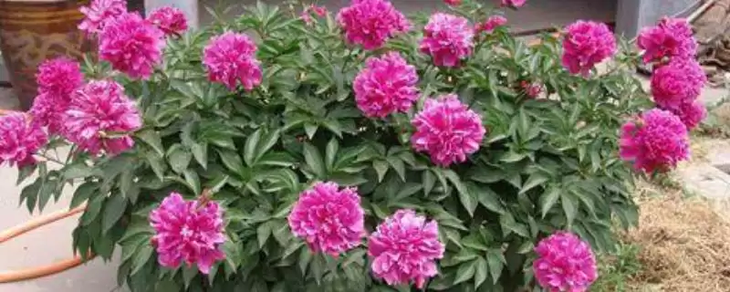 养芍药花的方法和重点?养芍药花要做好哪些细节?-会东网