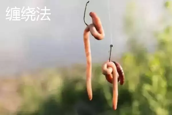 图片[4]-蚯蚓钓鱼技巧全解：为何是“万能饵料”的优势分析-会东网