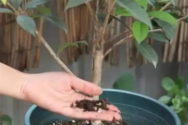 图片[6]-四季桂树苗的价格？了解四季桂树苗价格要分析哪些市场供需和植株规格因素？-会东网