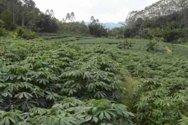 图片[3]-木薯的施肥方法是怎样的呢,木薯块根膨大期应主要施加钾肥为主-会东网