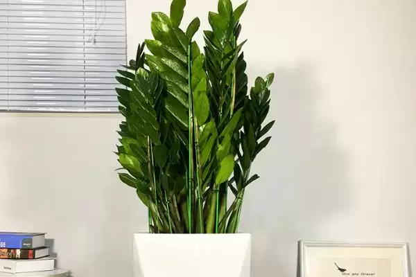 金钱树叶子发黄的修剪 ,金钱树叶子黄了怎么进行修剪插图4