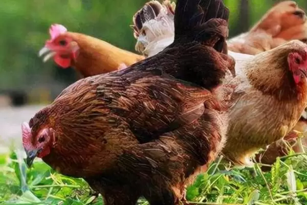 寻找治疗鸡胀嗉不消化土办法的方法和重点?养鸡要做好哪些土法治疗探寻?插图3 寻找治疗鸡胀嗉不消化土办法的方法和重点?养鸡要做好哪些土法治疗探寻?插图3