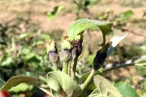 苹果树光长条不开花怎么解决,需要将生长过长的枝条进行短截处理插图1 苹果树光长条不开花怎么解决,需要将生长过长的枝条进行短截处理插图1