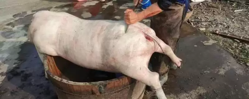 生猪屠宰的方法和重点?养猪要做好哪些屠宰前准备细节?-会东网