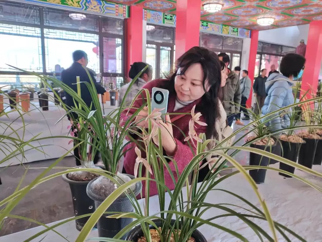 会东首届兰花交流会：兰韵雅集，共话文化新篇插图4