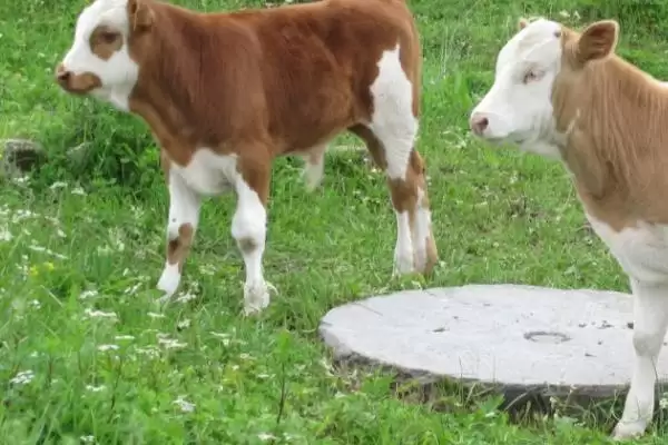 牛犊通便有妙招:开塞露或灌服积食太保的正确使用插图1 牛犊通便有妙招:开塞露或灌服积食太保的正确使用插图1