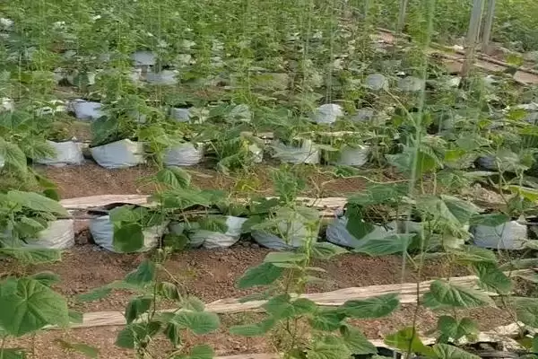 越冬水果型小黄瓜栽培技术的方法和重点?种越冬小黄瓜要做好哪些细节?插图3 越冬水果型小黄瓜栽培技术的方法和重点?种越冬小黄瓜要做好哪些细节?插图3