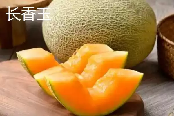 了解甜瓜品种的方法和重点？认识甜瓜品种要做好哪些细节？插图6