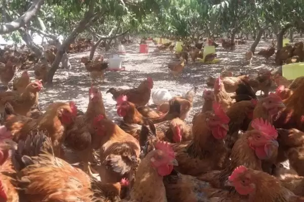 掌握散养鸡管理技术的方法和重点?养鸡要做好哪些散养管理?插图5 掌握散养鸡管理技术的方法和重点?养鸡要做好哪些散养管理?插图5