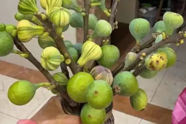 图片[5]-无花果有花吗，无花果有花-会东网