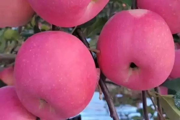 中国红富士苹果哪里最出名,这六个地区为主产区插图2 中国红富士苹果哪里最出名,这六个地区为主产区插图2