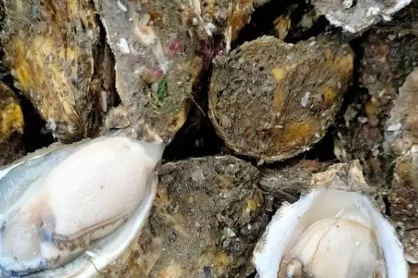 图片[4]-了解诏安湾生蚝价格的方法和重点？了解诏安湾生蚝价格要做好哪些细节？-会东网
