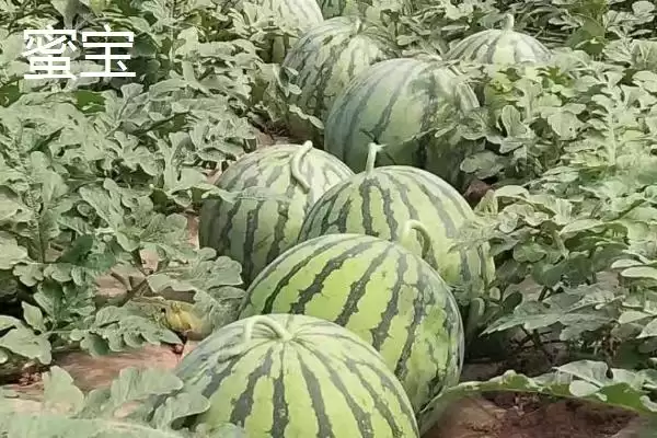 介绍西瓜常见品种的方法和重点？认识西瓜常见品种要做好哪些细节？插图5