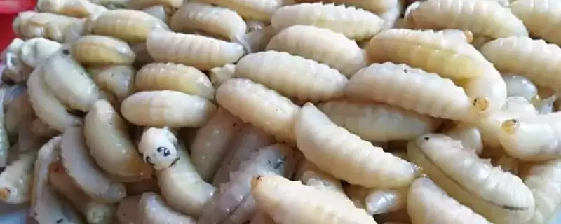 几月份虎头蜂蜂蛹最多,一般农历八九月最多-会东网