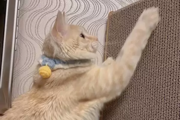 猫为什么要进行磨爪子行为 ,猫磨爪为使爪锋利并标识领地插图1 猫为什么要进行磨爪子行为 ,猫磨爪为使爪锋利并标识领地插图1