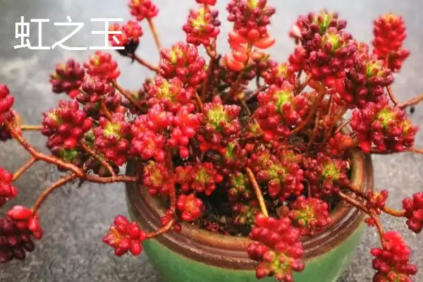 图片[3]-新手必看！姬胧月、虹之玉、冬美人等易养多肉植物推荐-会东网