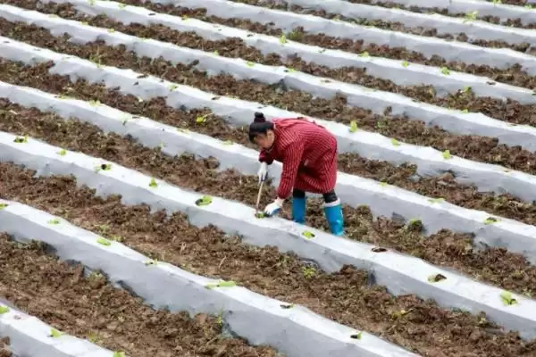 图片[5]-种植甘蔗的方法和重点？种植甘蔗要做好哪些细节？-会东网