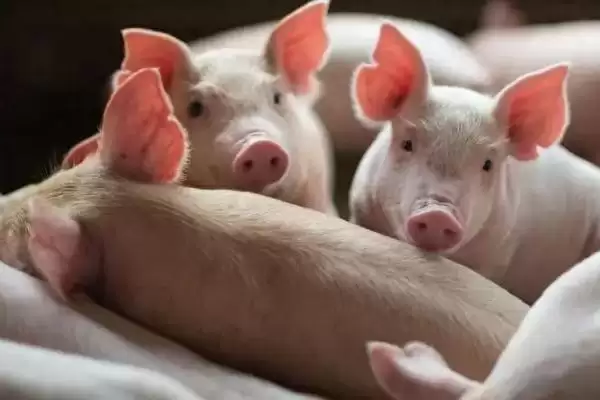 解决猪不吃食问题的方法和重点?养猪要做好哪些饮食管理细节?插图2 解决猪不吃食问题的方法和重点?养猪要做好哪些饮食管理细节?插图2