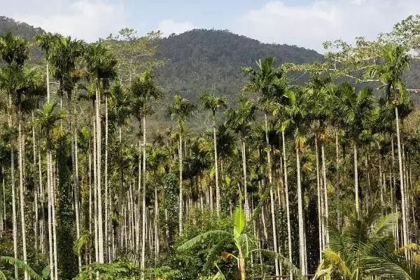 热带种植园农业有什么特点?了解热带种植园农业特点要关注什么?插图2 热带种植园农业有什么特点?了解热带种植园农业特点要关注什么?插图2
