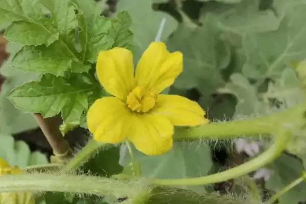 西瓜的花是什么样子的,是黄色的插图1 西瓜的花是什么样子的,是黄色的插图1