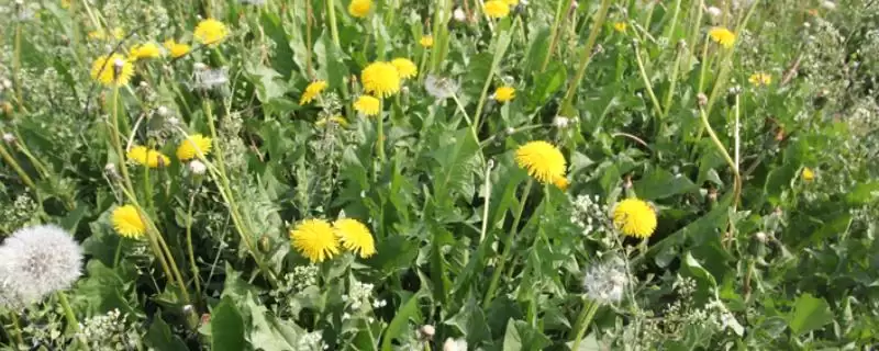 蒲公英种植技术全解:选择肥沃疏松土壤的要点-会东网