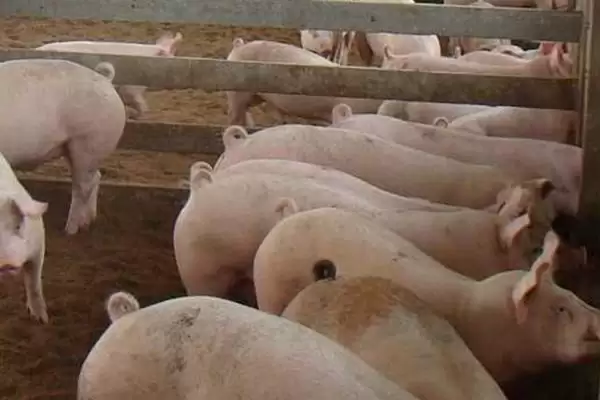 防治猪相关疾病的方法和重点?养猪要做好哪些疫病防控系统细节?插图2 防治猪相关疾病的方法和重点?养猪要做好哪些疫病防控系统细节?插图2