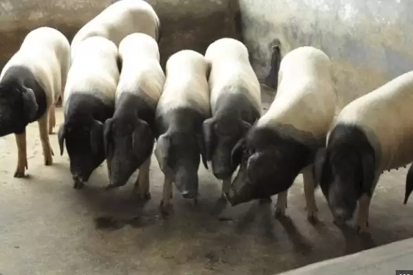 金华猪的养殖技术 ,养殖金华猪要注意哪些技术插图3