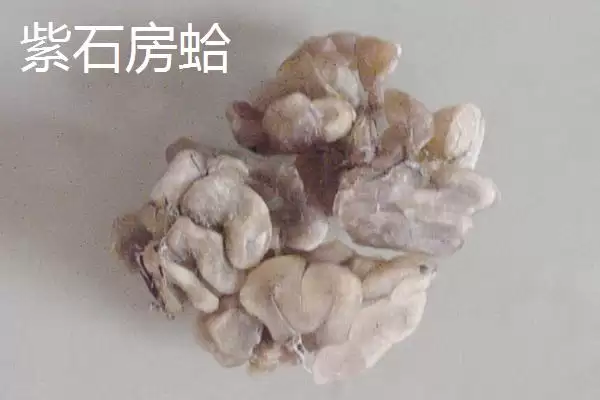 图片[7]-可食用贝类海鲜大盘点：蚬子、蛏子、北极贝等你品尝-会东网