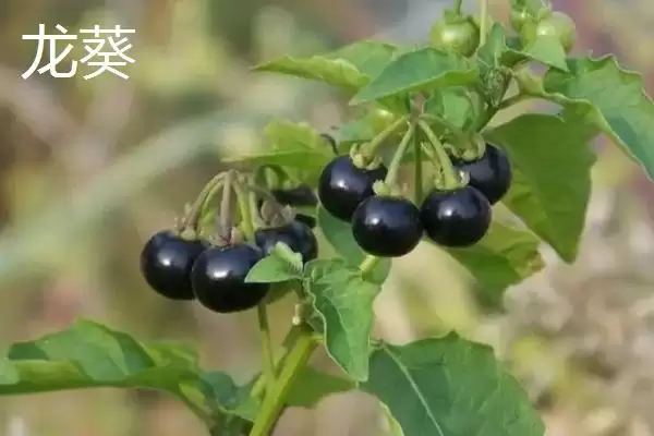 图片[2]-龙葵和黑枸杞的区别之处 ,龙葵和黑枸杞在外形上有何不同？-会东网