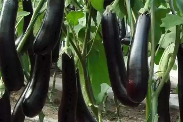 茄子提高坐果率秘籍：定植后及时摘心的关键要点插图1