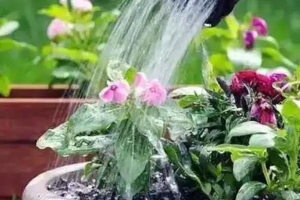 有哪些适合寝室养的植物，可以养绿萝、苹果竹芋等插图6