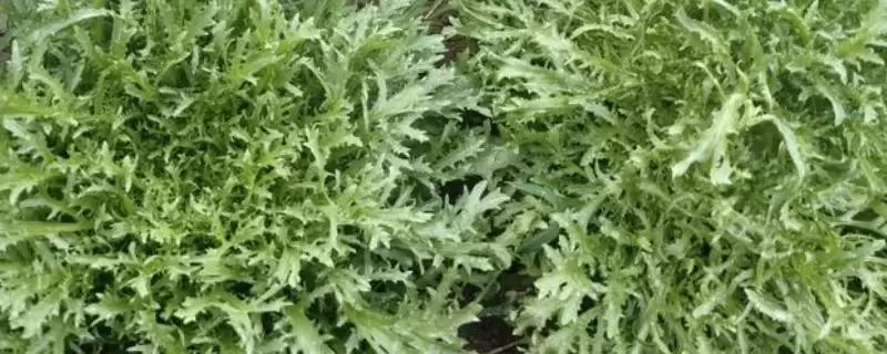 苦苣的收获时间 ,苦苣 8 月播种 10 月收获是固定的吗？-会东网