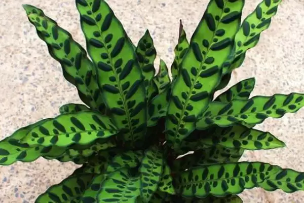 猫眼竹芋不长新芽该如何处理 ,猫眼竹芋不长新芽需做好温度调控插图1 猫眼竹芋不长新芽该如何处理 ,猫眼竹芋不长新芽需做好温度调控插图1